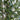 6' Olive Artificial Tree in White Tower Planter