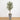 6’ Olive Tree in Stone Planter