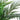 6' Robellini Palm Artificial Tree