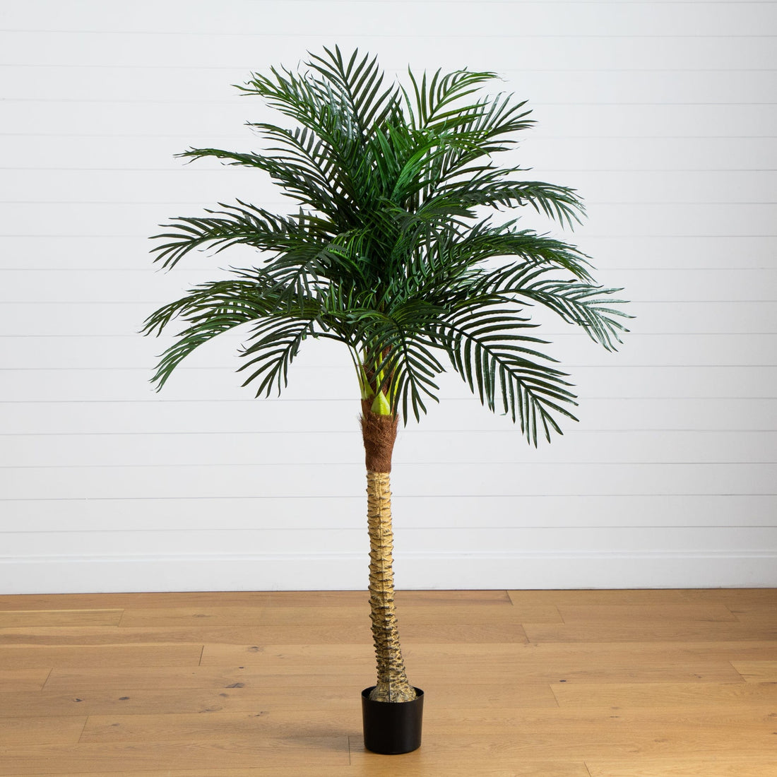 alan palm plant 6' Robellini Palm Artificial Tree