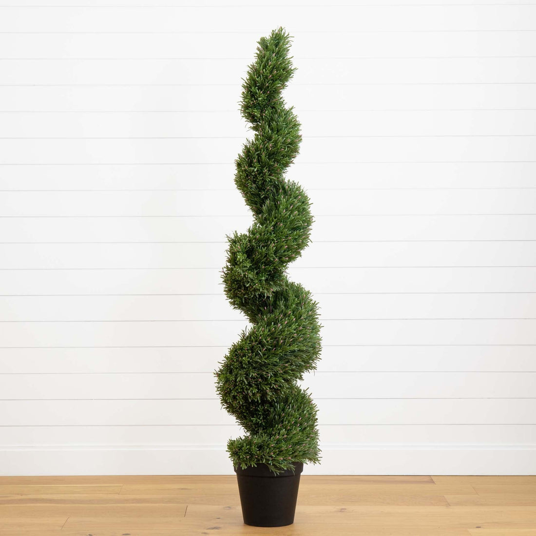 6 foot tall indoor plant 6' Rosemary Spiral Tree (Indoor/Outdoor)