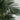 6’ Triple Stalk Golden Cane Artificial Palm Tree
