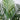 6' UV Resistant Artificial Areca Palm Tree (Indoor/Outdoor)