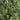 6’ UV Resistant Artificial Boxwood Topiary Tree (Indoor/Outdoor)