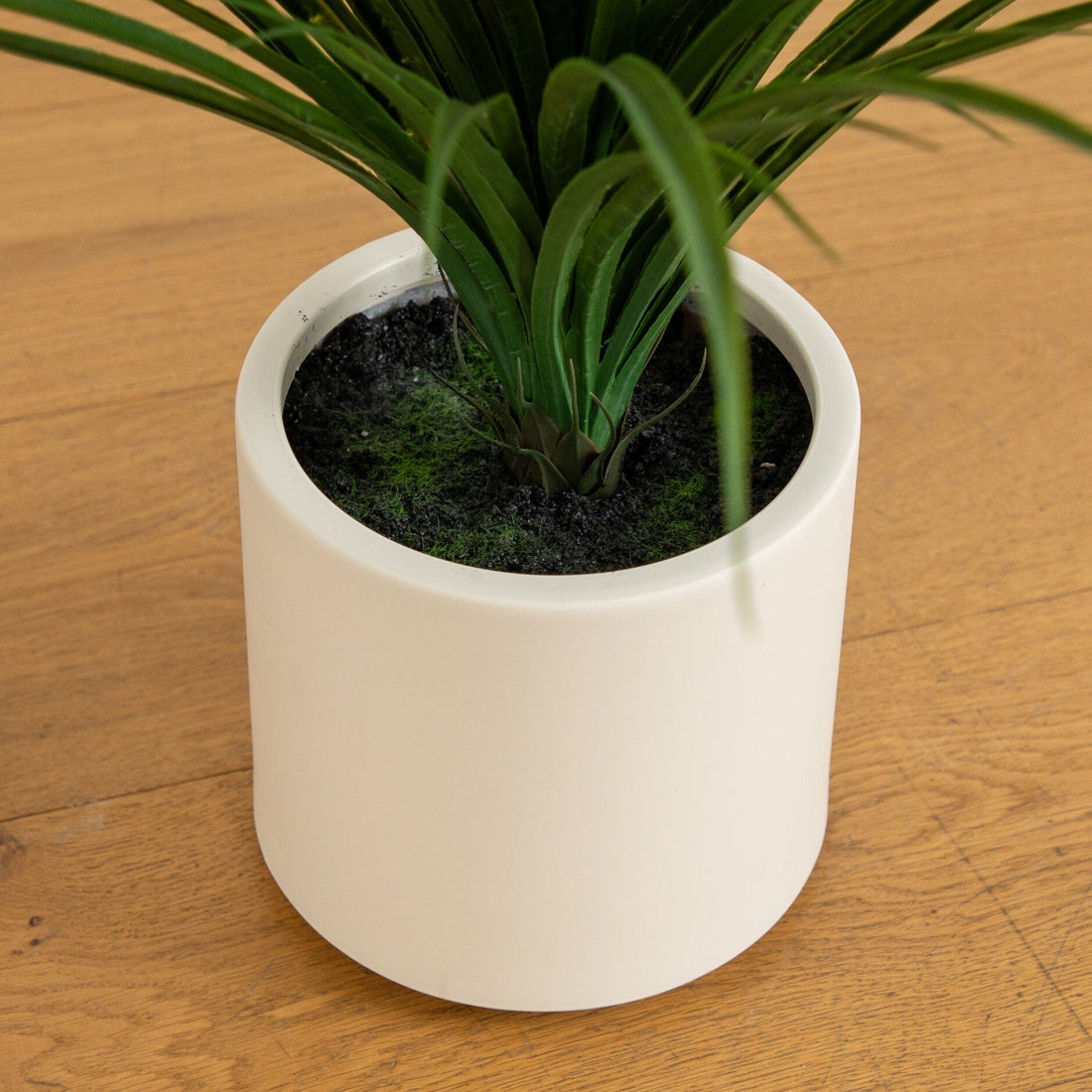 aglaonema air purifier Chinese Evergreen Air Purifier – Gardengram main image 0