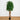 6' Weeping Ficus Silk Tree