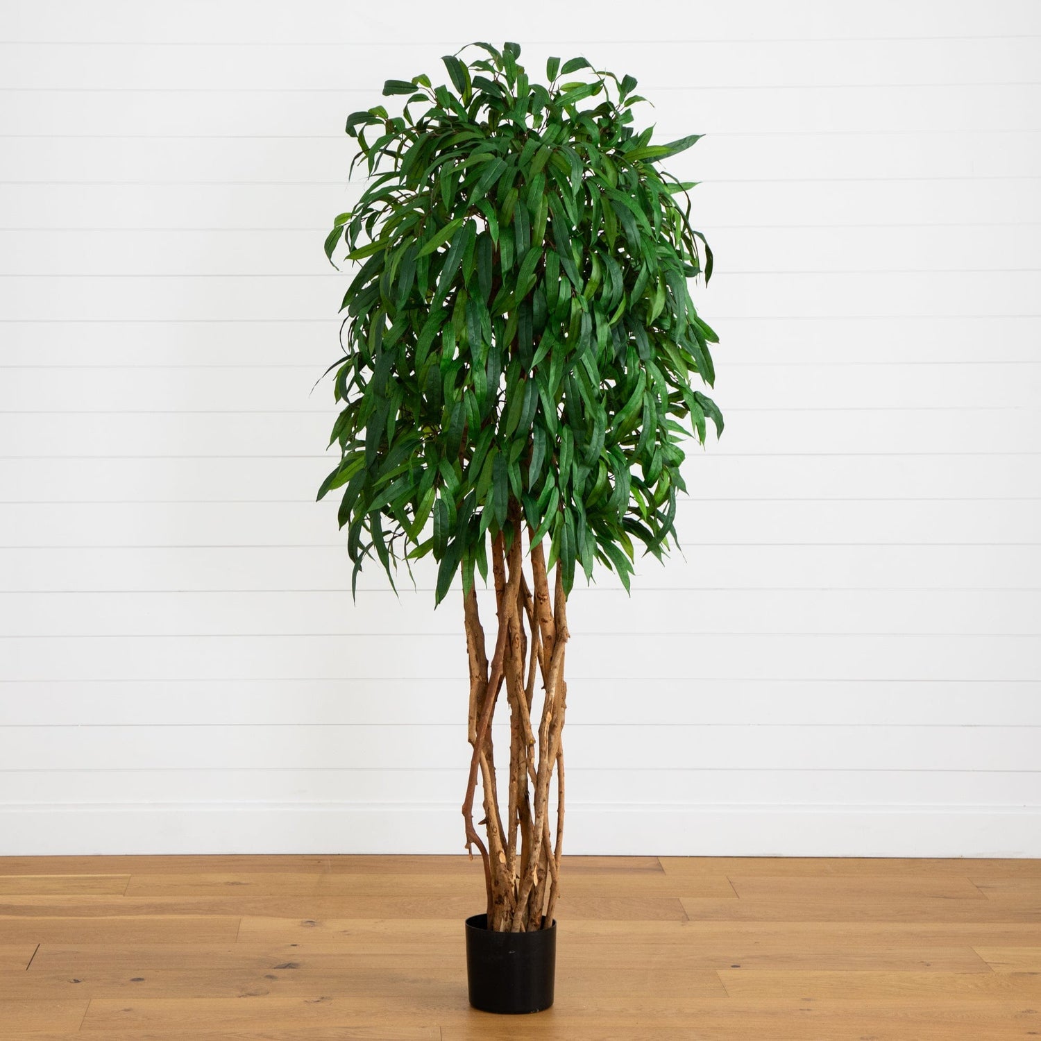 weeping fig tree indoor plant 6' Weeping Ficus Silk Tree