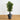 61” Bamboo Artificial Tree with Black Trunks in Slate Planter (Indoor/Outdoor)