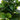 64” Fiddle Leaf Artificial Tree (Real Touch)