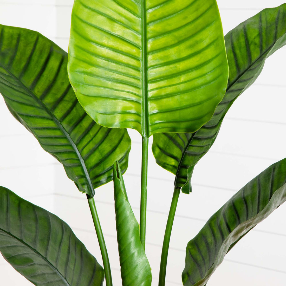 travelers palm live plant Nearly Natural Travelers Palm Indoor/Outdoor UV Resistant Tree, 64"