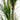 64” Yucca Artificial Tree in Sand Colored Planter