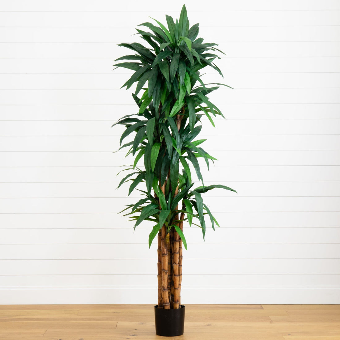 6.5' Dracaena Tree
