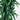 6.5’ Dracaena Tree