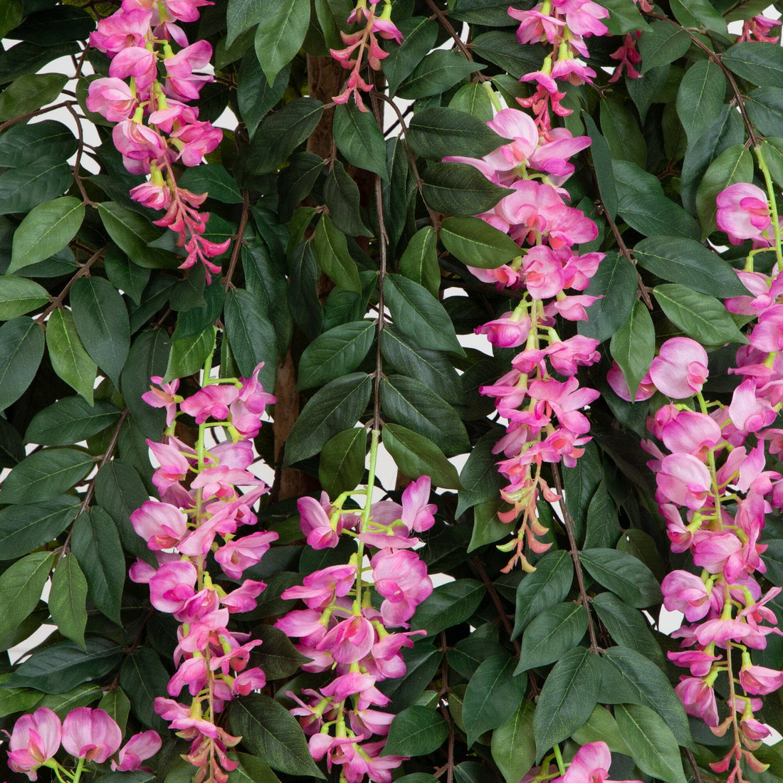 wisteria silk 6.5' Wisteria Silk Tree