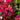 6' UV Resistant Artificial Spiral Bougainvillea Tree (Indoor/Outdoor)