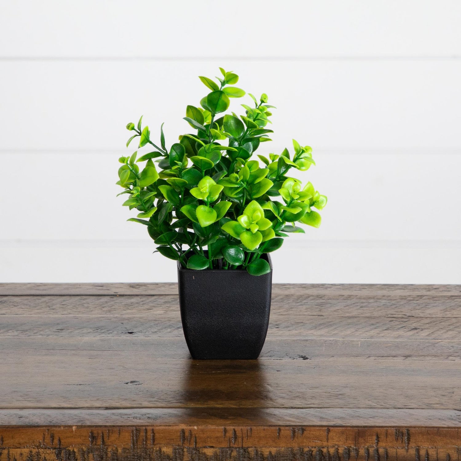 7” Artificial Assorted Green Plant in Black Square Pot - Set of 4