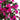 7’ Artificial Bougainvillea Tree