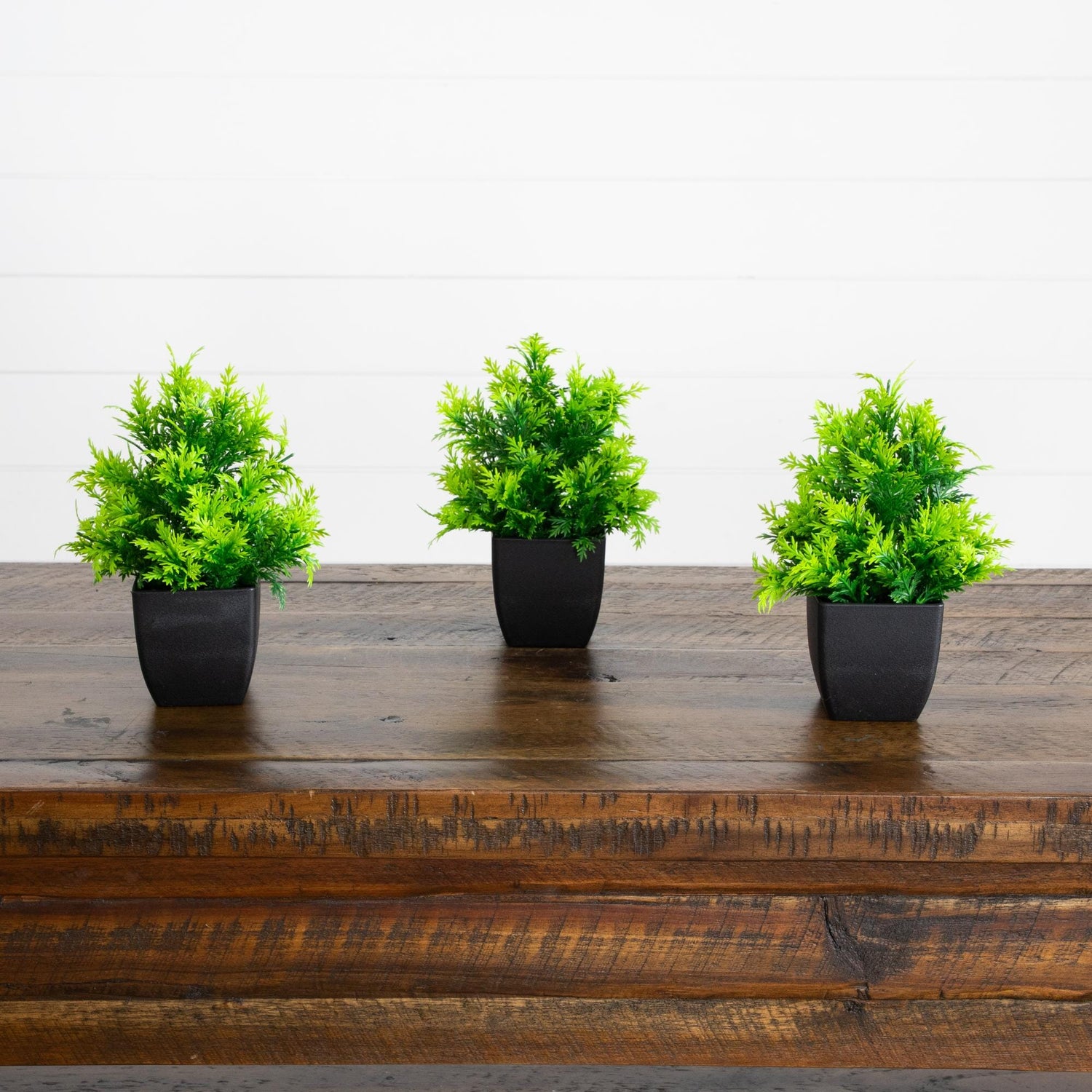 7” Artificial Cedar in Black Square Pot - Set of 3