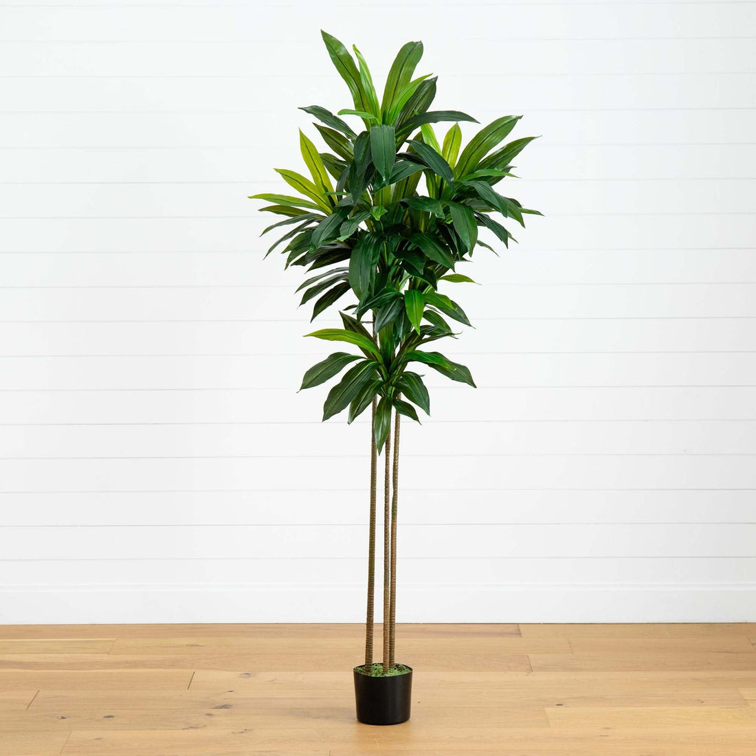 ficus dracaena 7' Artificial Dracaena Tree
