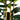 7’ Artificial Fiddle Leaf Tree in Decorative White Planter