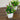 7” Artificial Mini Flowering Potted Plants - Set of 4