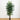 7' Bamboo Palm Silk Tree