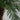 7’ Cycas Palm Artificial Tree