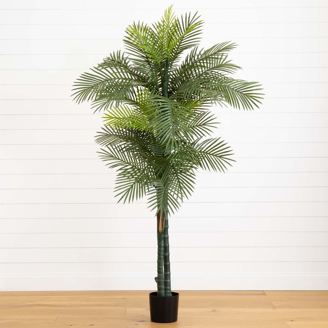 7 foot indoor plant 7' Double Robellini Palm Tree UV Resistant (Indoor/Outdoor)
