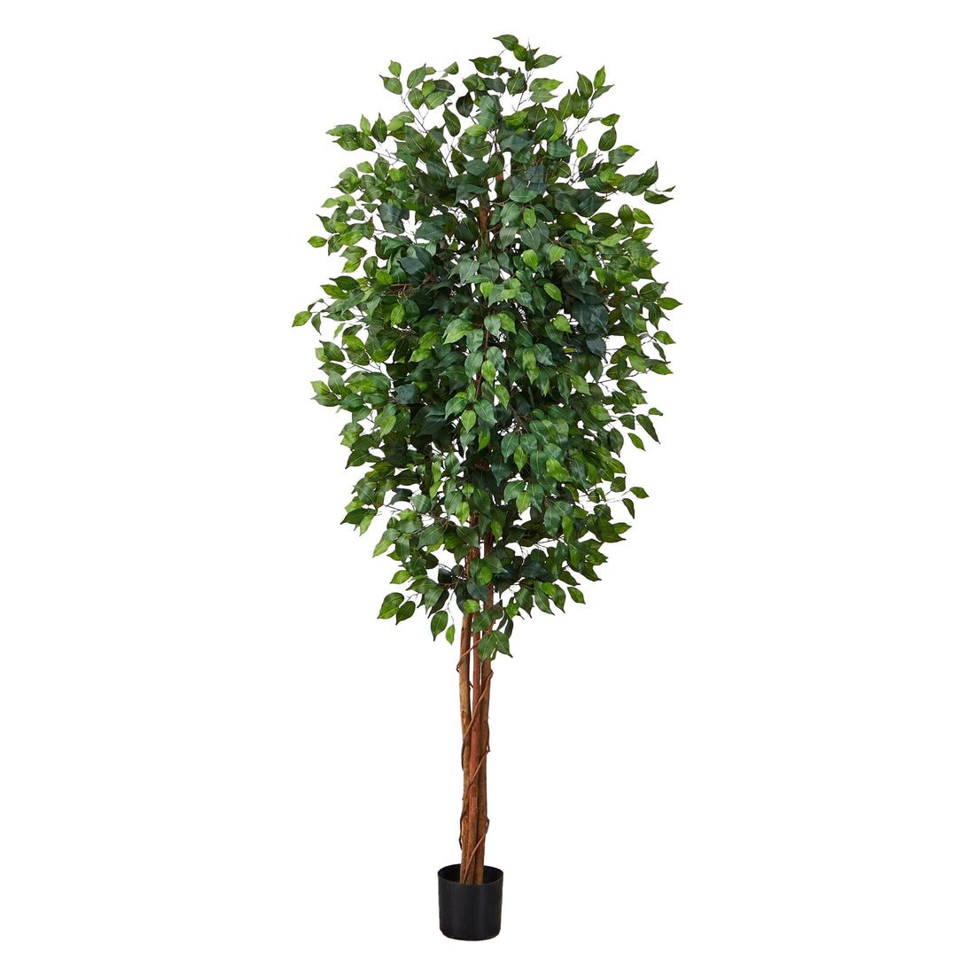 pot plants with 7 leaves 7' Ficus Silk Tree