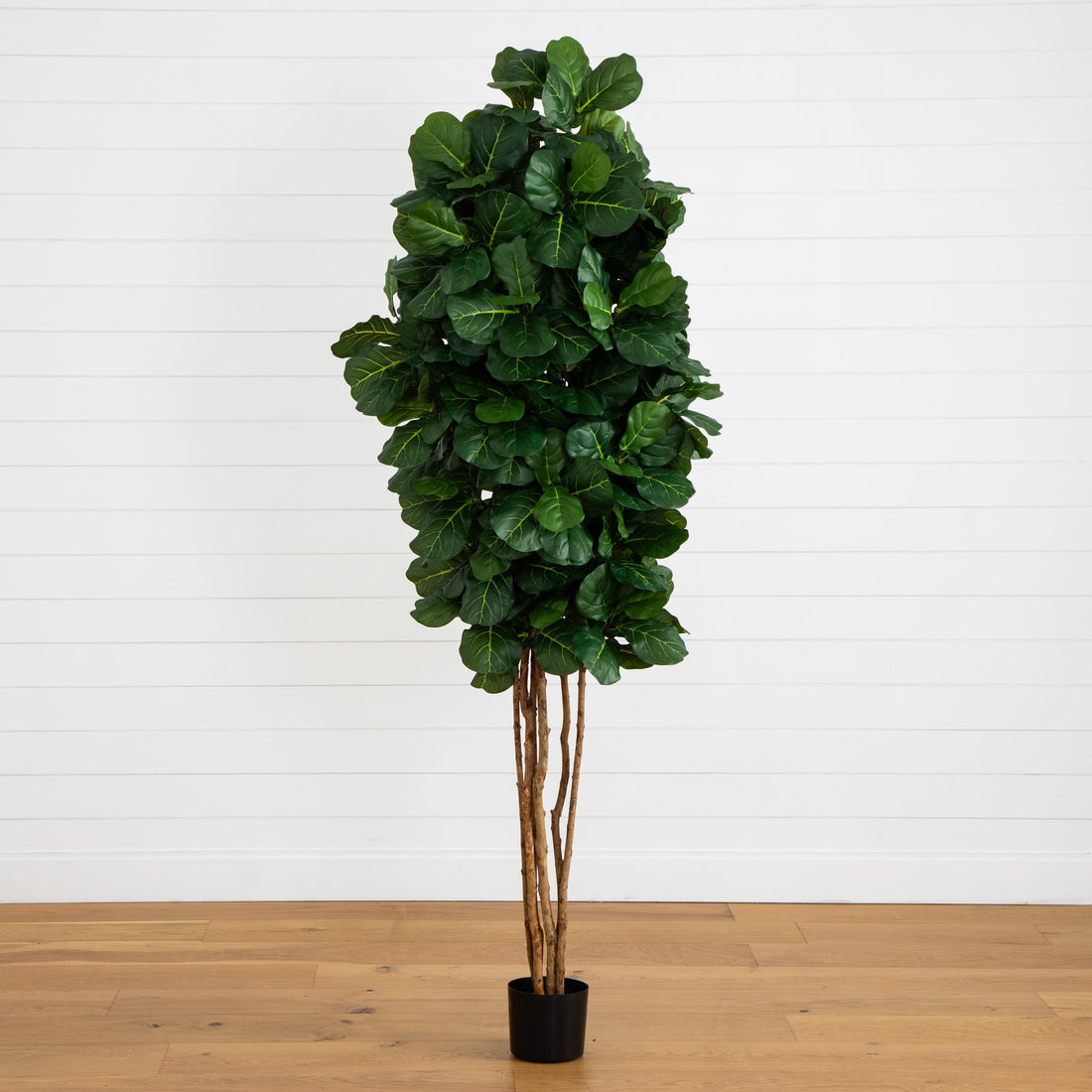7' fiddle leaf fig tree 7’ Fiddle Leaf Fig Artificial Tree Beige Trunk