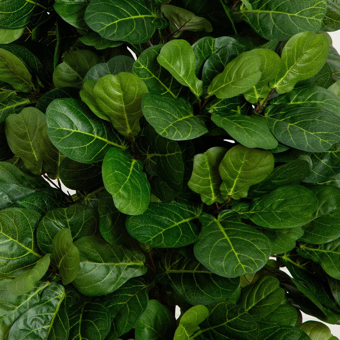 strengthening fiddle leaf fig trunk 7' Fiddle Leaf Fig Artificial Tree Beige Trunk