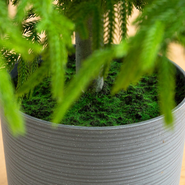 7' Artificial Real Touch Norfolk Island Pine Christmas Tree with Natural Look
