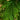 7' Artificial Real Touch Norfolk Island Pine Christmas Tree with Natural Look