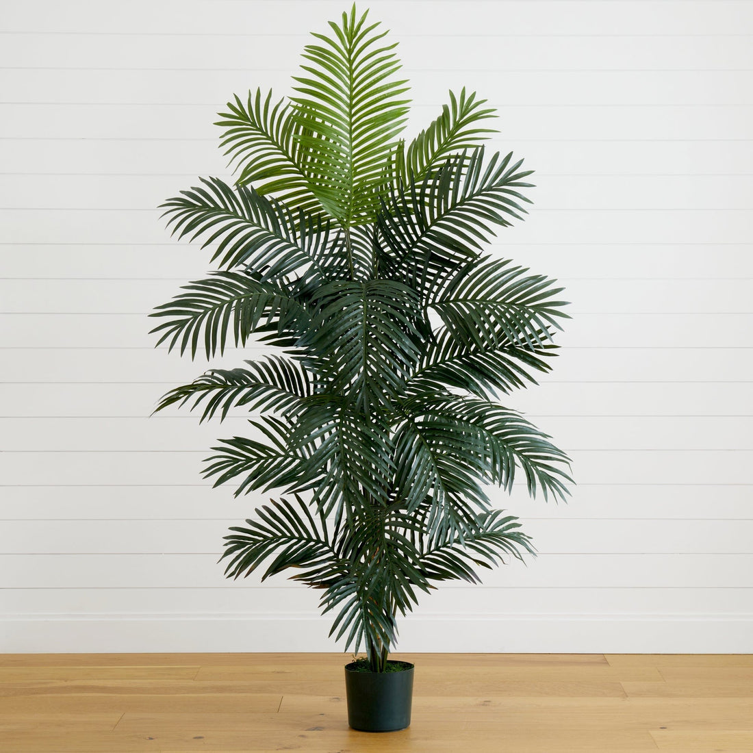 palm style plants 7' Paradise Palm