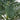 7’ Single Stalk Golden Cane Artificial Palm Tree