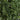 7’ UV Resistant Artificial Boxwood Topiary Tree (Indoor/Outdoor)