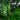 70” Areca Artificial Palm Tree UV Resistant (Indoor/Outdoor)