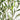70” Olive Artificial Tree in White Tin Planter