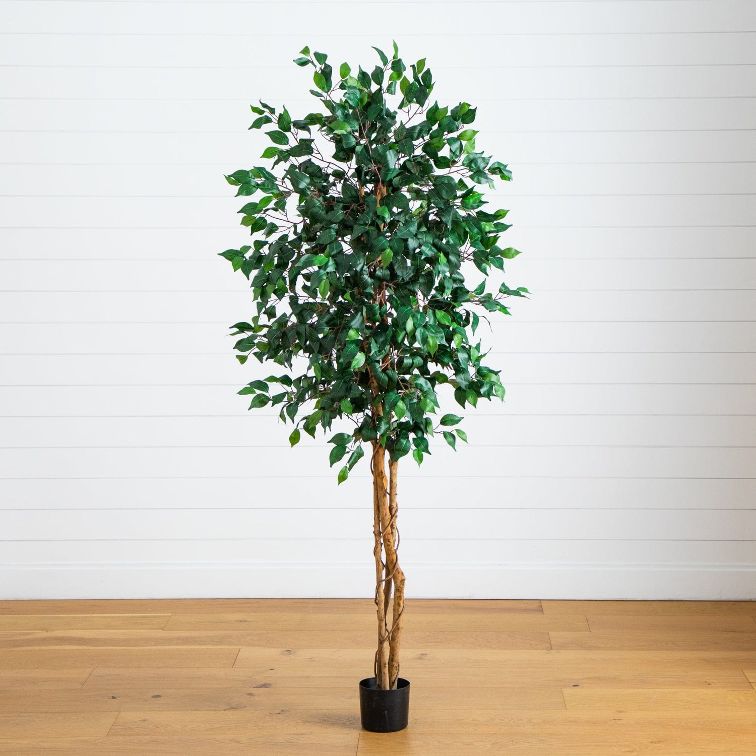 74” Triple Trunk Ficus Artificial Tree with Natural Trunks