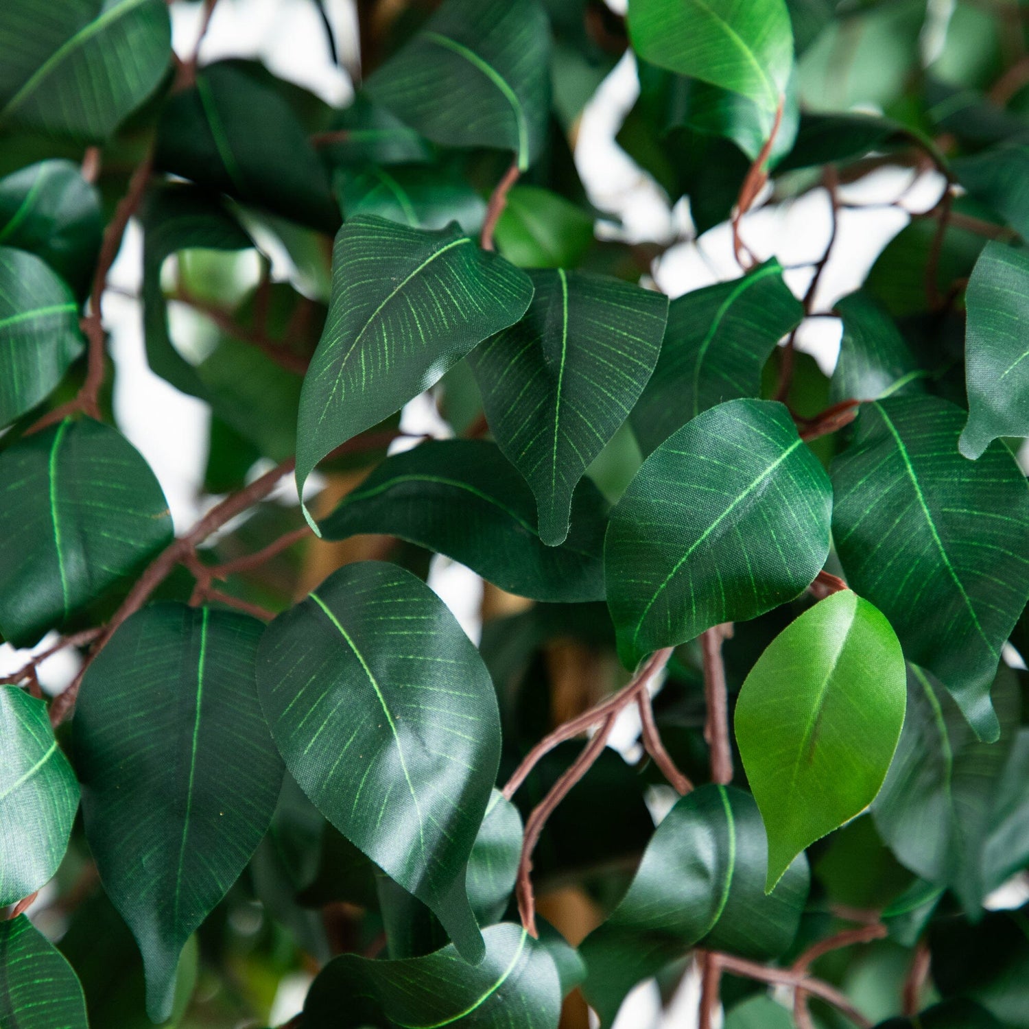 74” Triple Trunk Ficus Artificial Tree with Natural Trunks