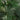 7.5' Areca Palm W/1966 Lvs UV Resistant (Indoor/Outdoor)
