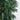 7.5’ Phoenix Palm Tree