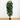 7.5’ Phoenix Palm Tree