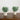 8" Artificial Boxwood in Decorative Planter - Set of 2