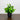 8” Artificial Boxwood Plant in Black Square Pot - Set of 4