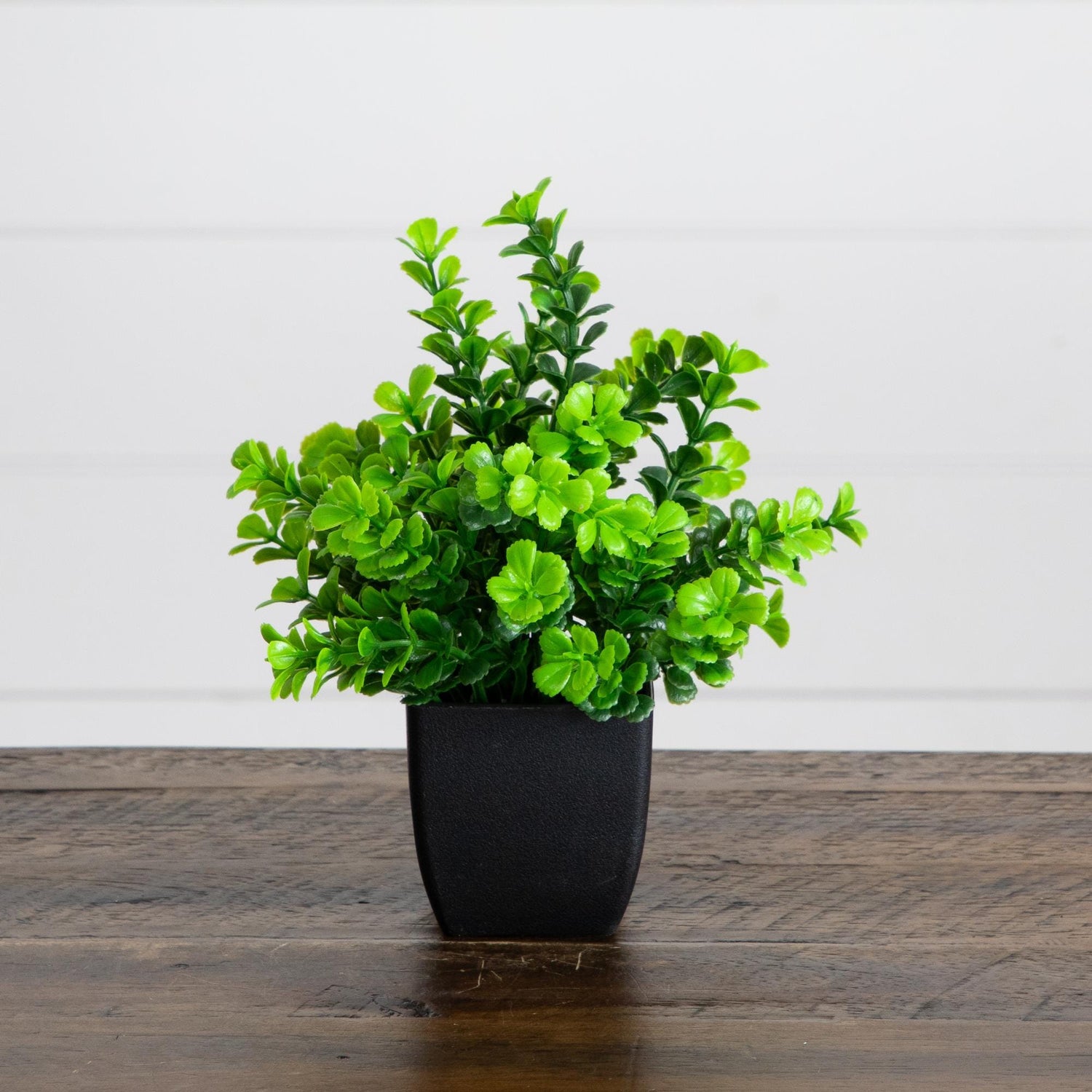 8” Artificial Boxwood Plant in Black Square Pot - Set of 4