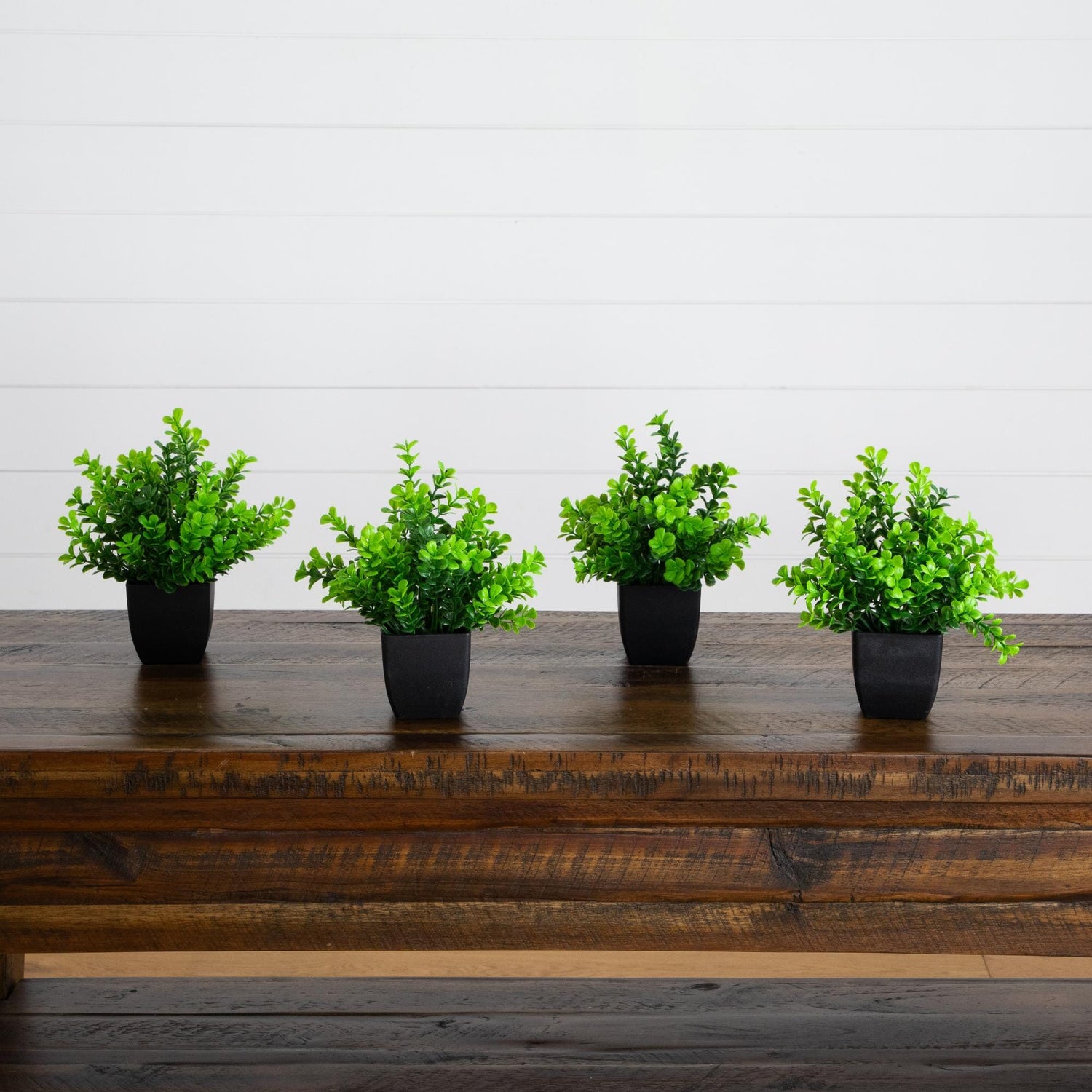 8” Artificial Boxwood Plant in Black Square Pot - Set of 4
