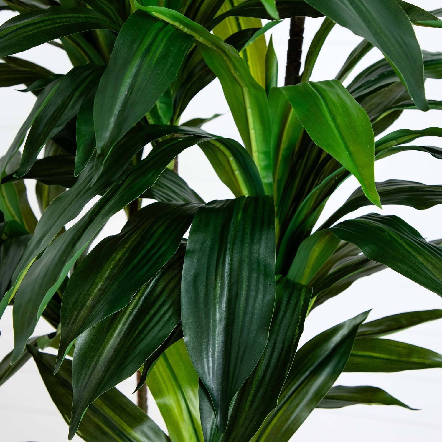 8’ Artificial Dracaena Tree with Real Touch Leaves