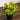 8" Artificial Flowering Daisy in Black Pot - Set of 3