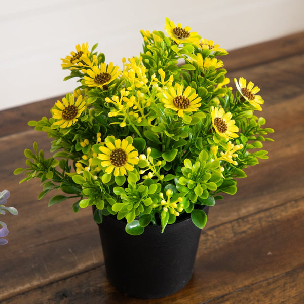 8" Artificial Flowering Daisy in Black Pot - Set of 3